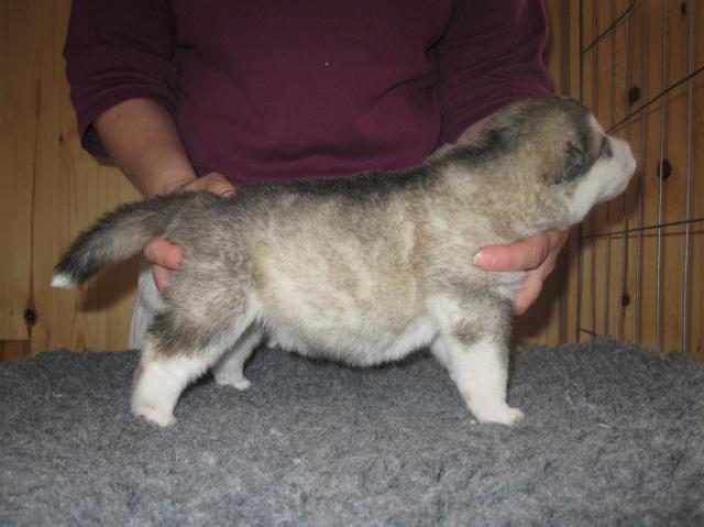 Annan pennut-pups180510069.JPG - 18.5.2010